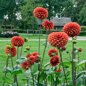 Dahlia Brown Sugar