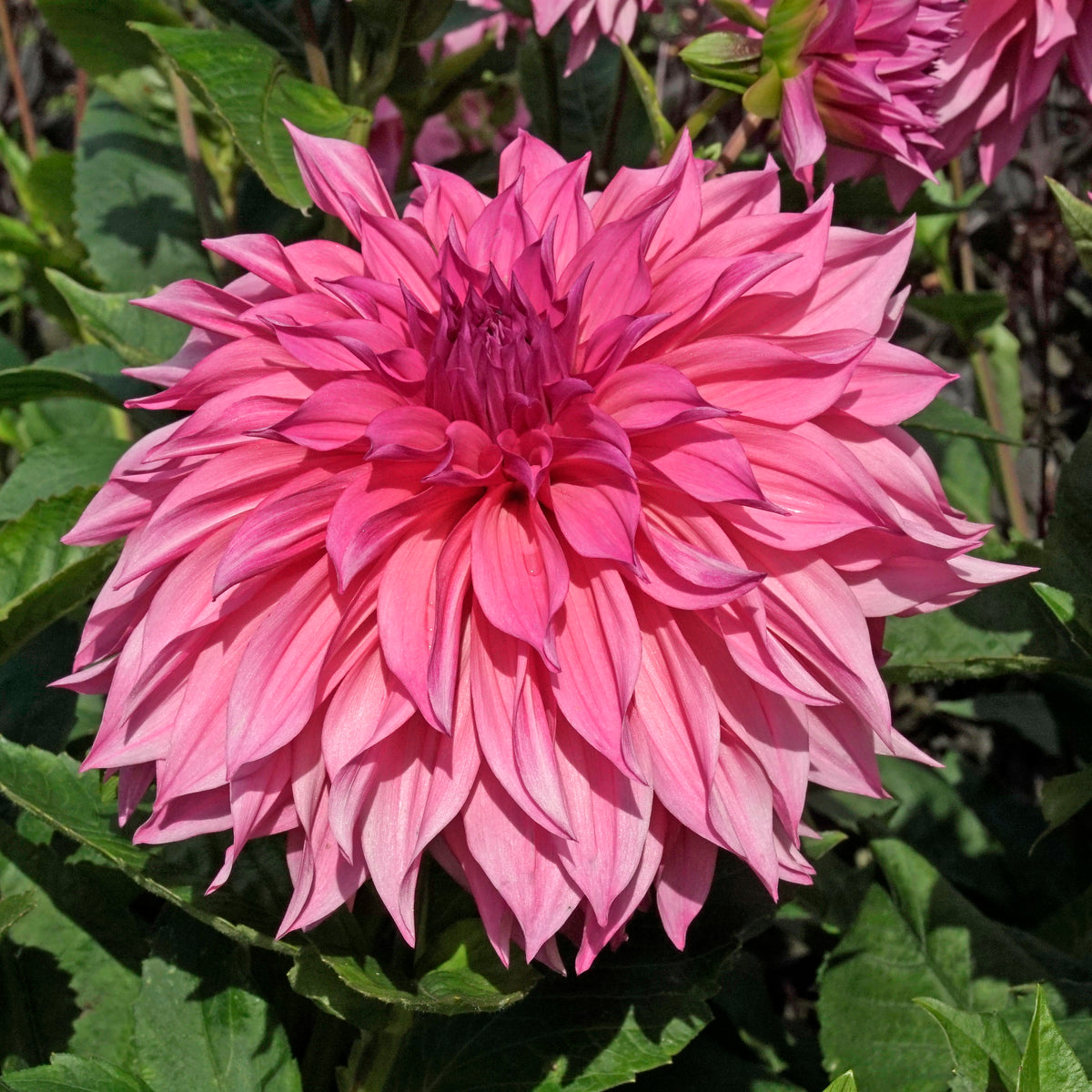 Dahlia Café au Lait Rose