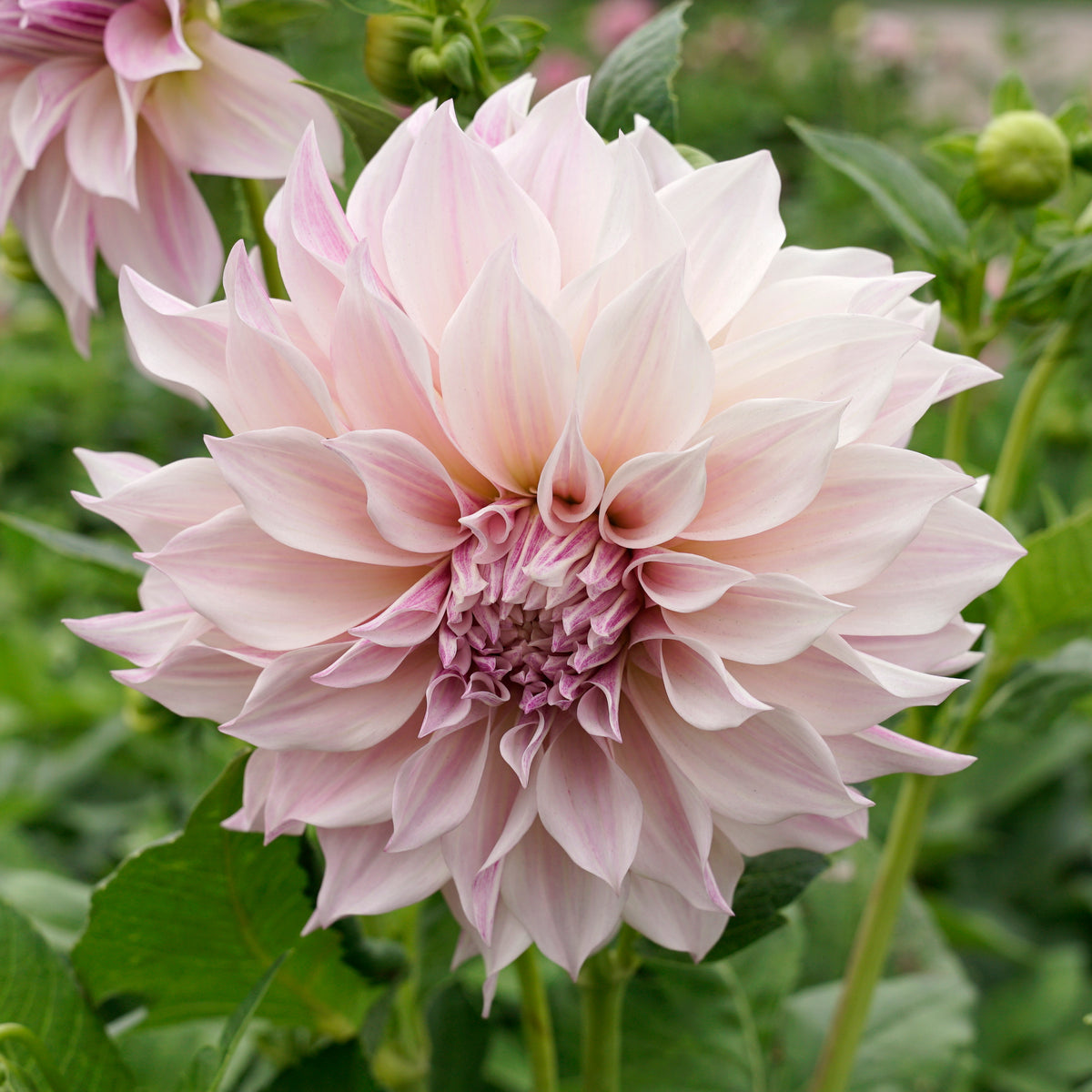 Dahlia Café au Lait Royal