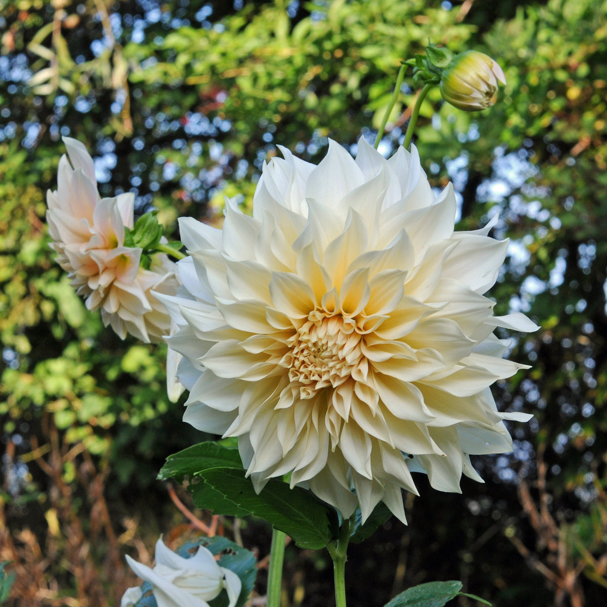 Dahlia Café au Lait