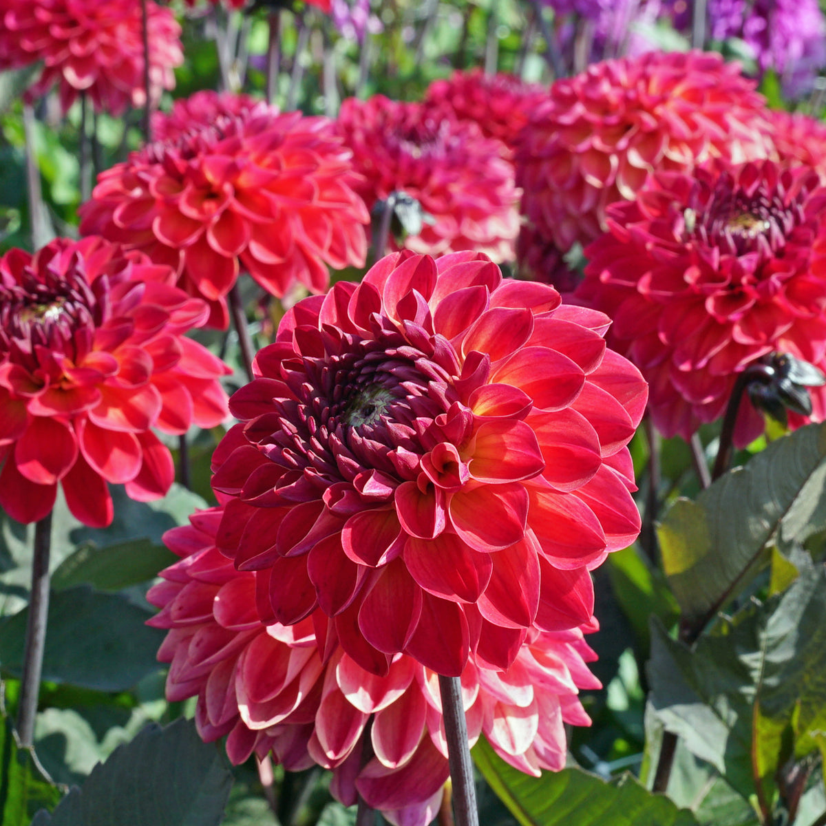 Dahlia Dancing Don