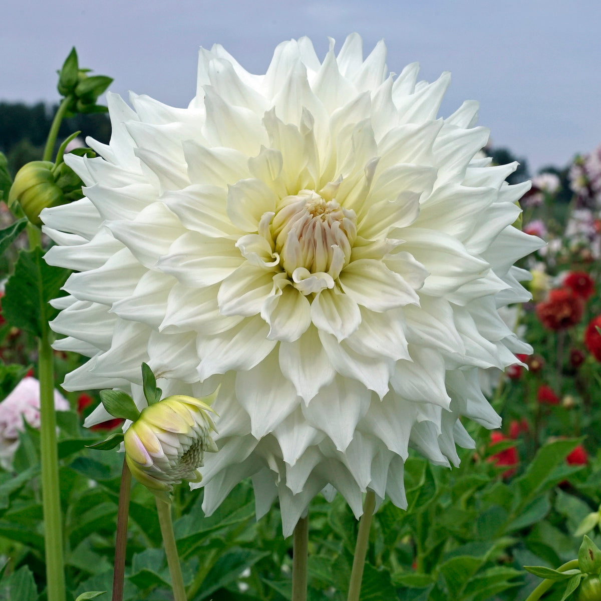 Dahlia Ka's Cloud