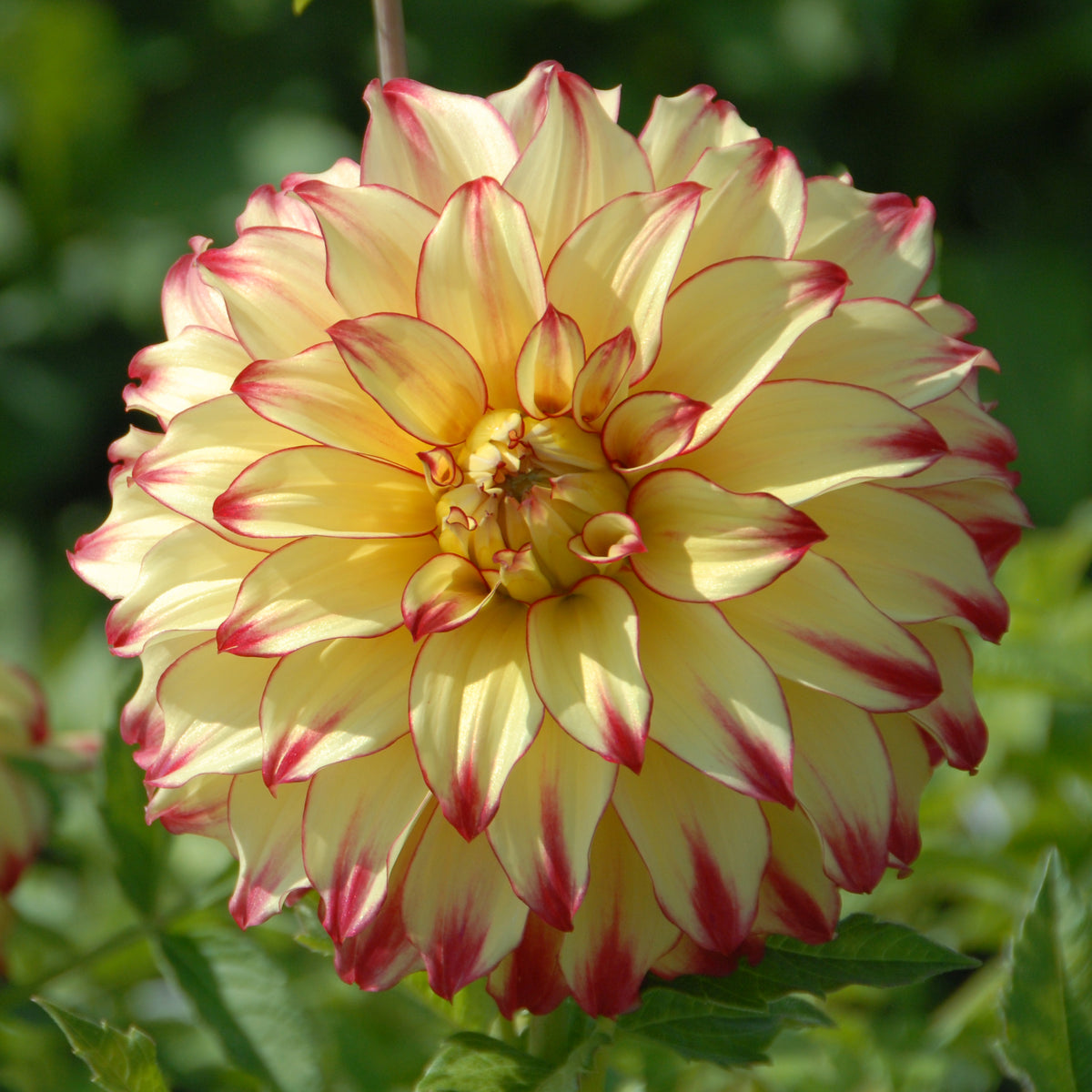 Dahlia Lady Darlene