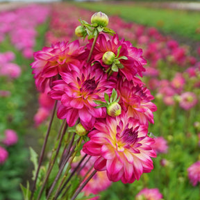 Dahlia Loe's