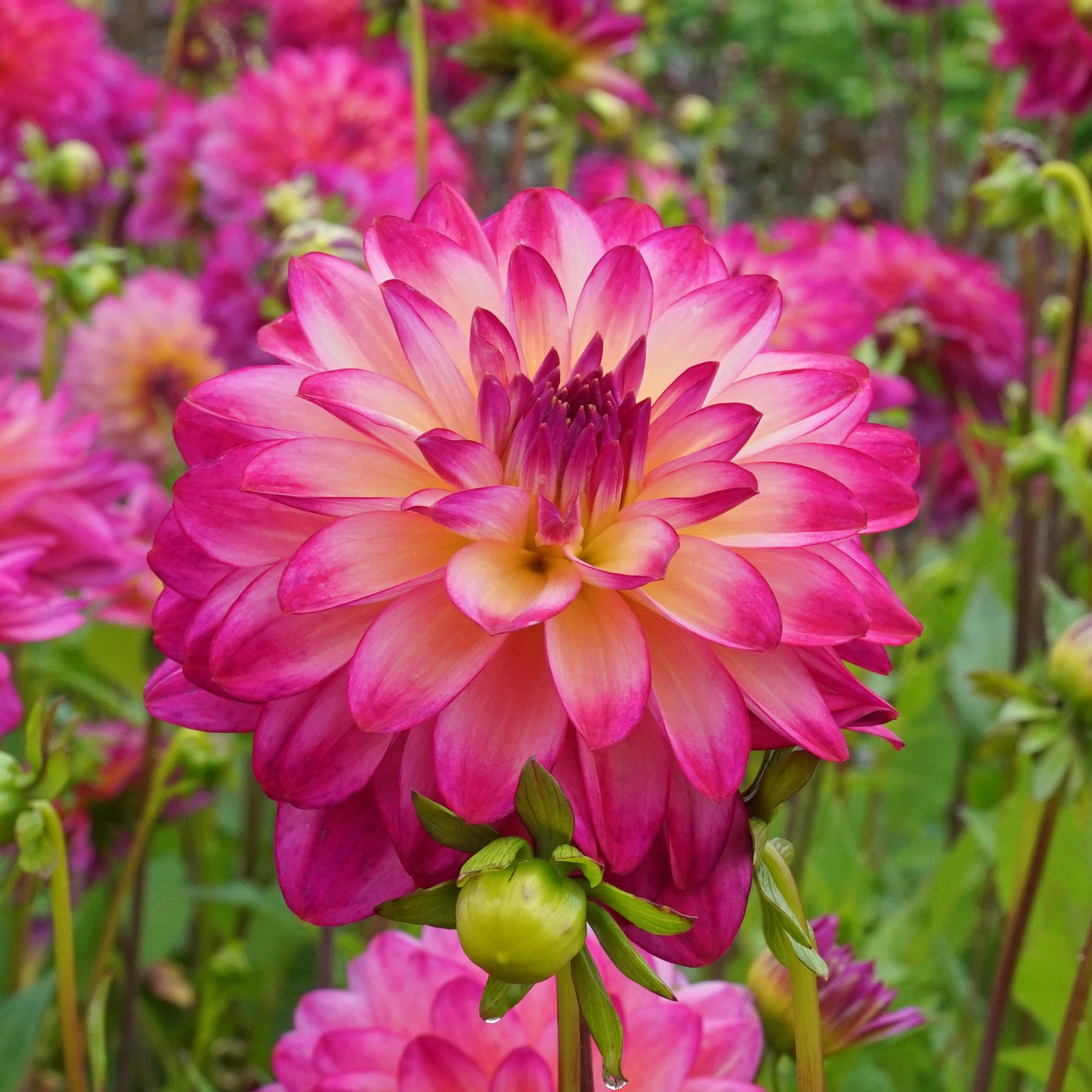 Dahlia Loe's