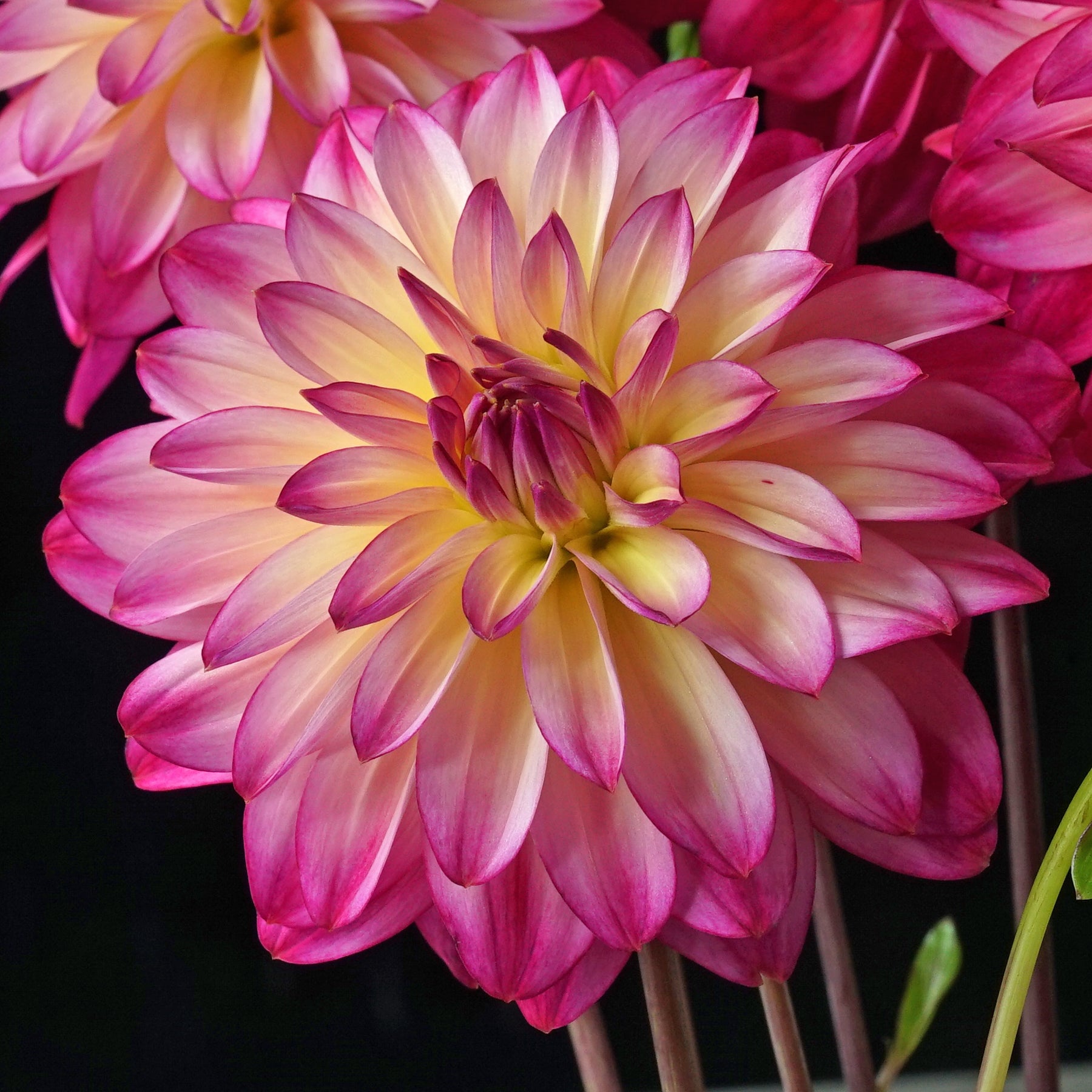 Dahlia Loe's