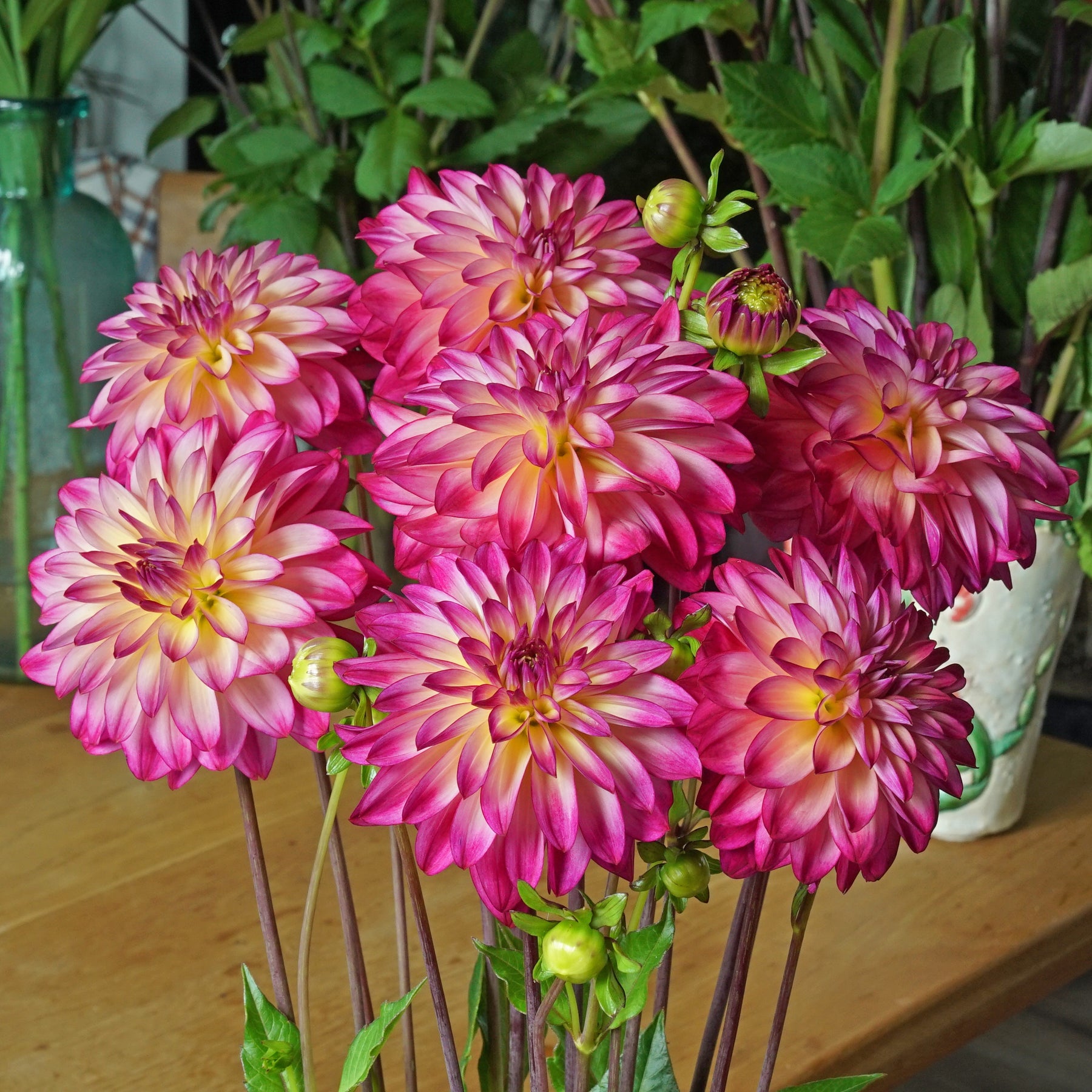 Dahlia Loe's