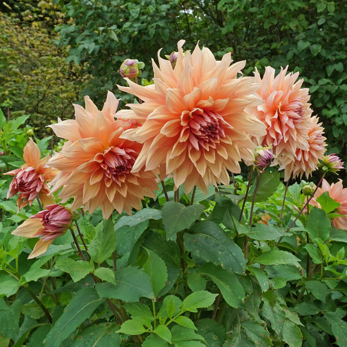 Dahlia Mango Madness