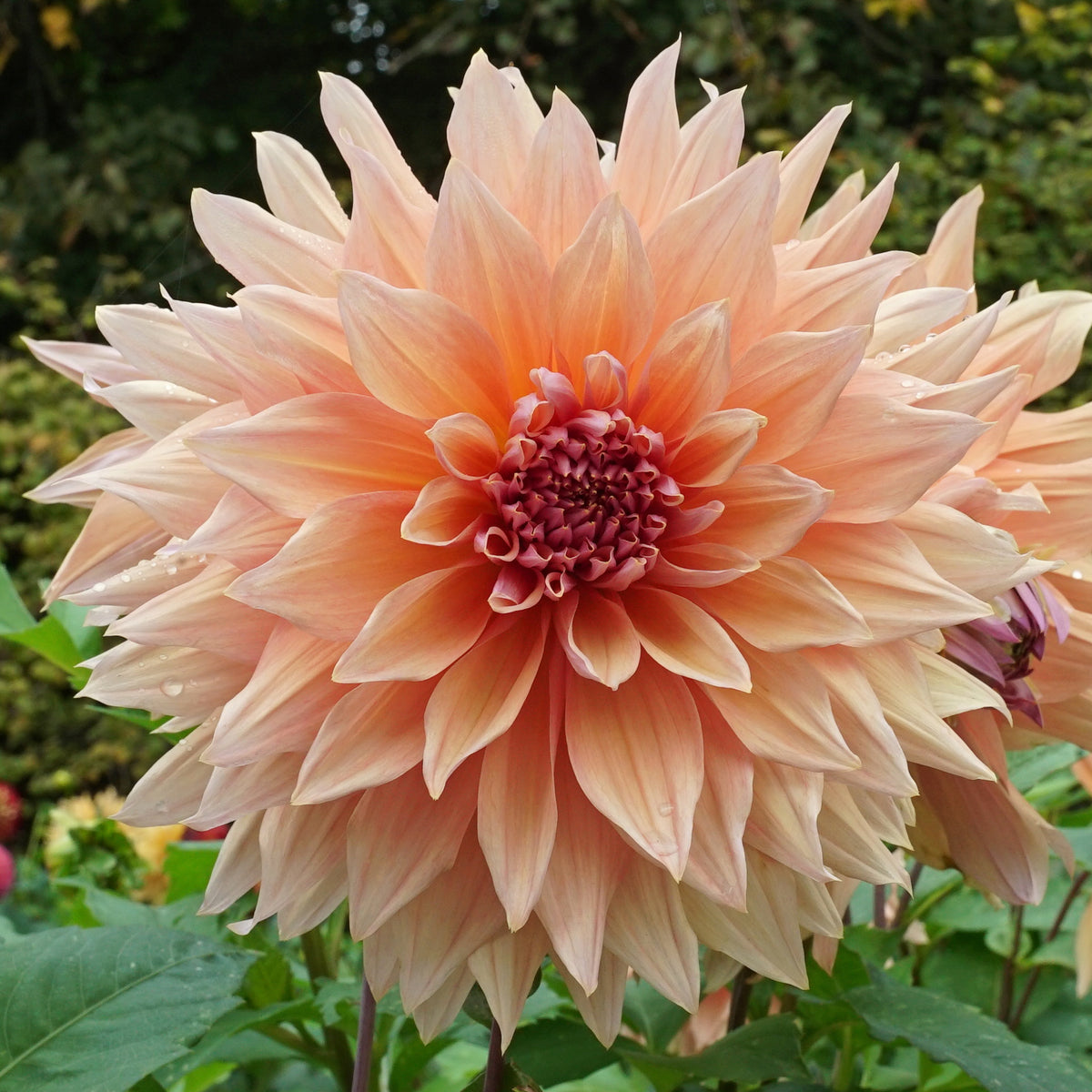 Dahlia Mango Madness