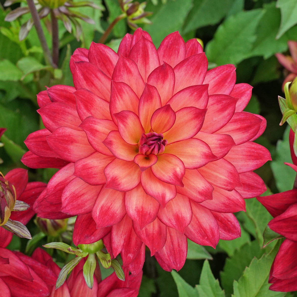 Dahlia Ocean of Love