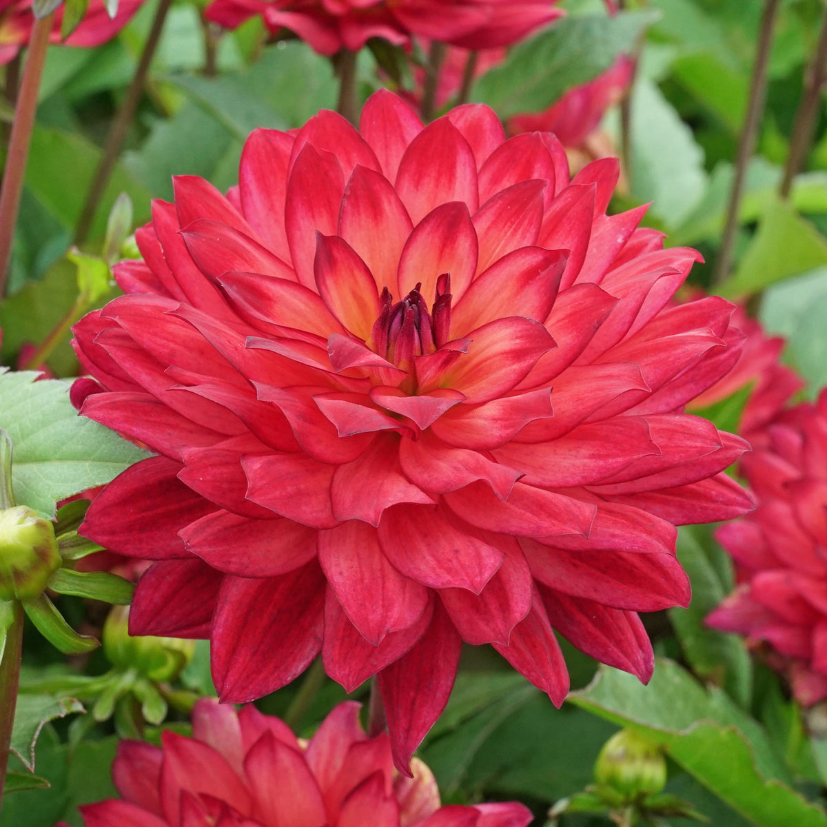 Dahlia Ocean of Love