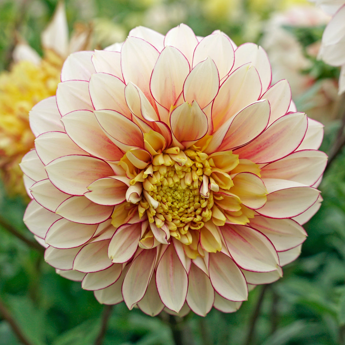 Dahlia Polka