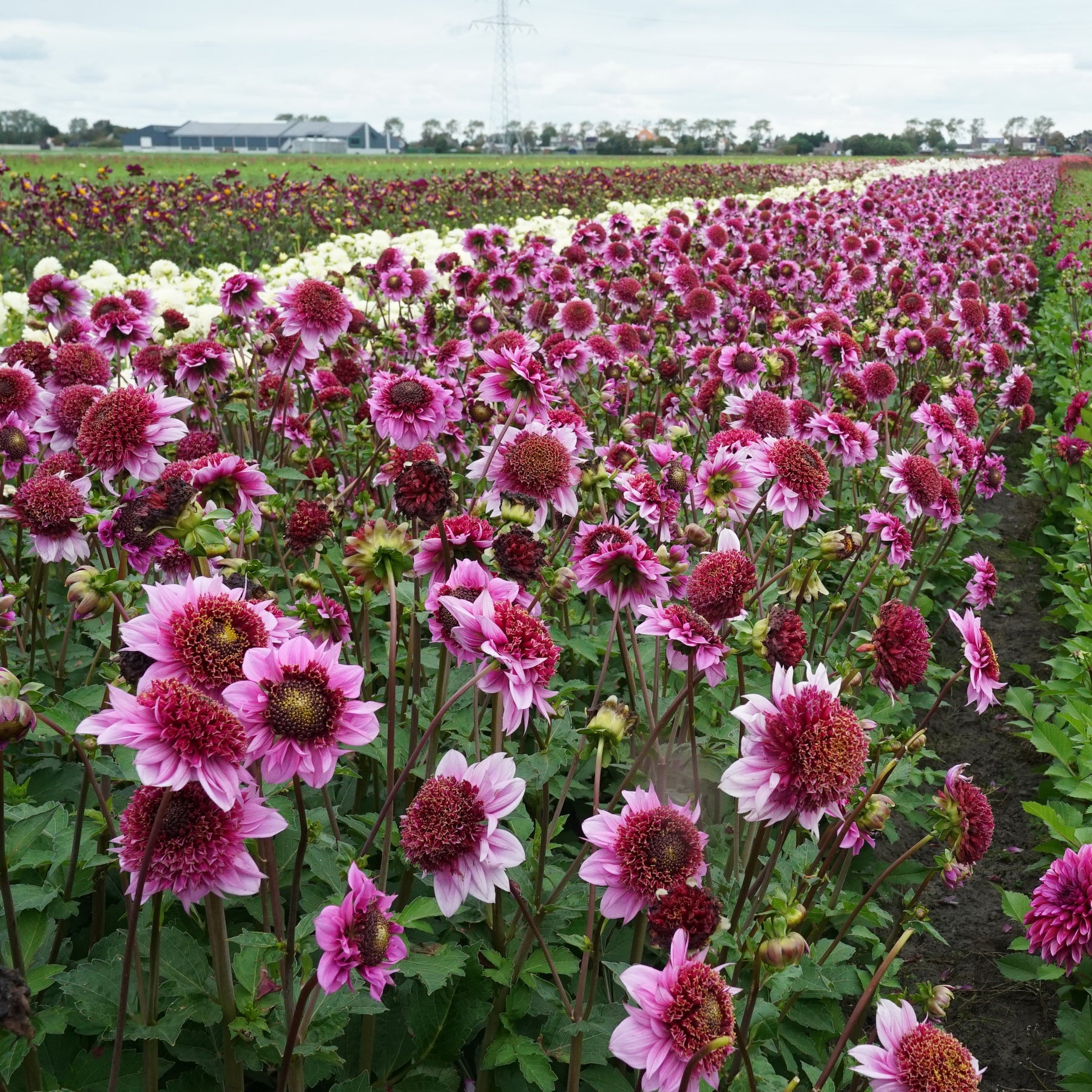 Dahlia Raspberry Puff