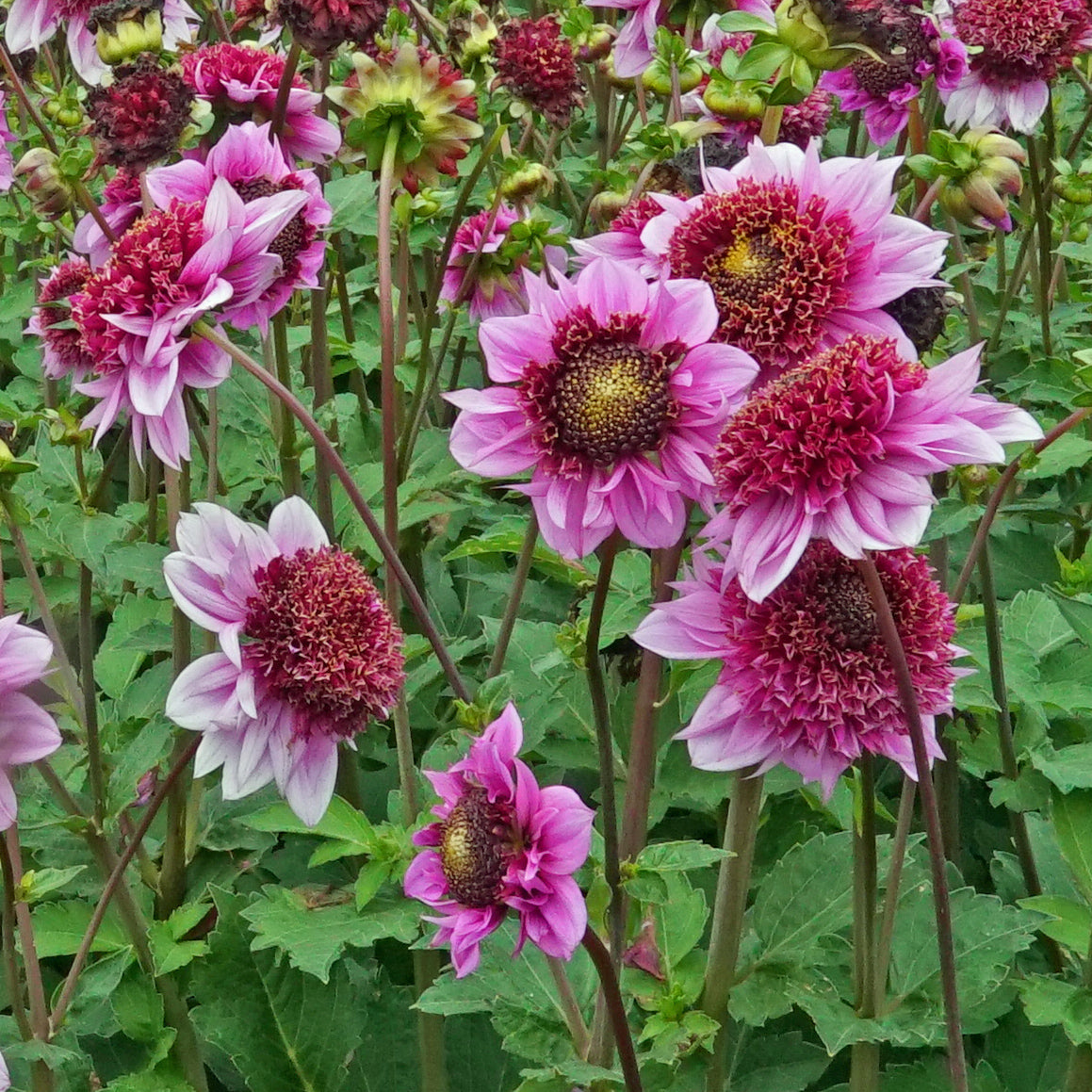 Dahlia Raspberry Puff