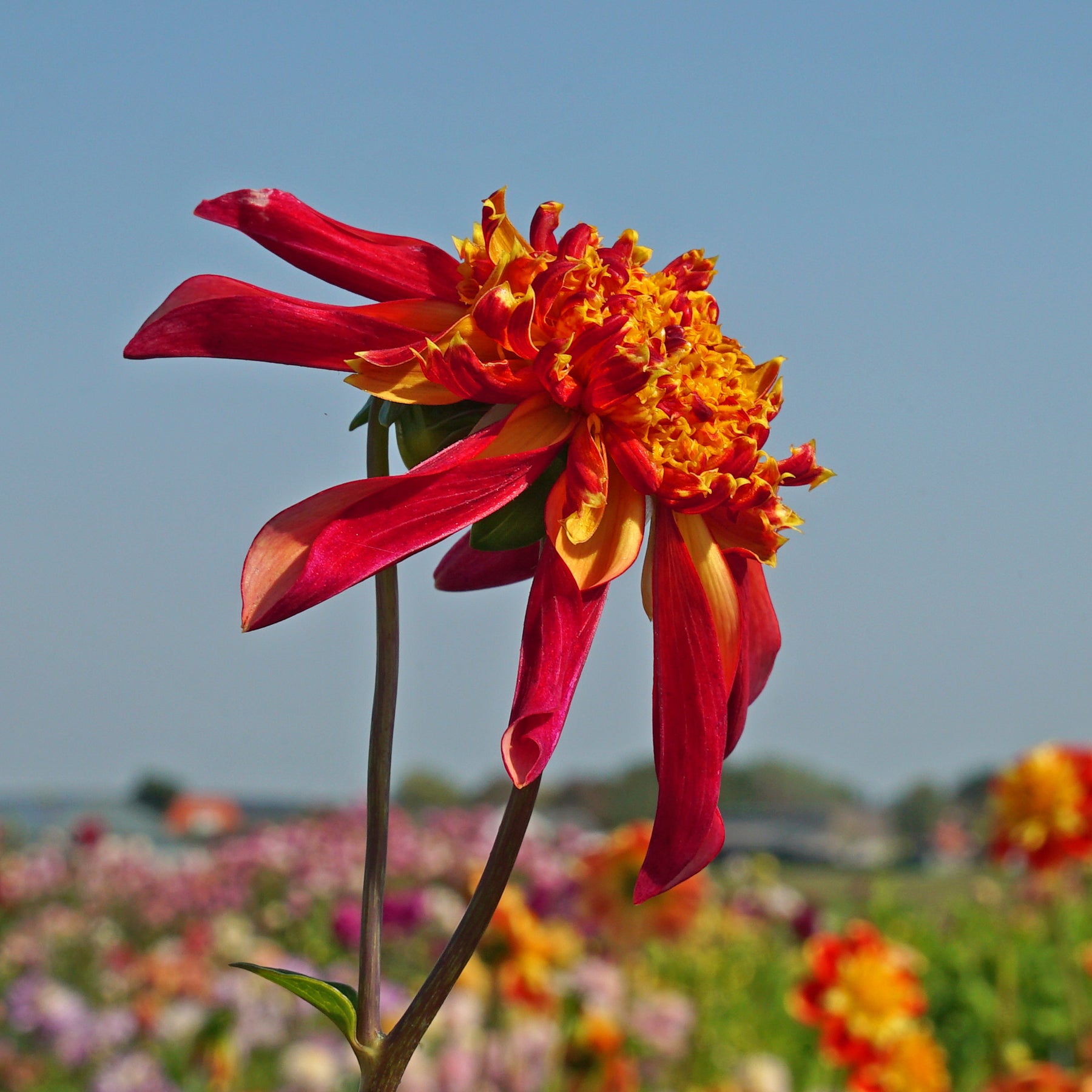 Dahlia Octopus Sparkle