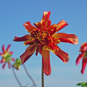 Dahlia Octopus Sparkle