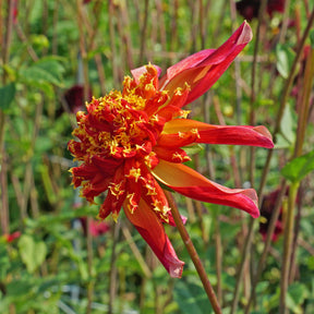 Dahlia Octopus Sparkle