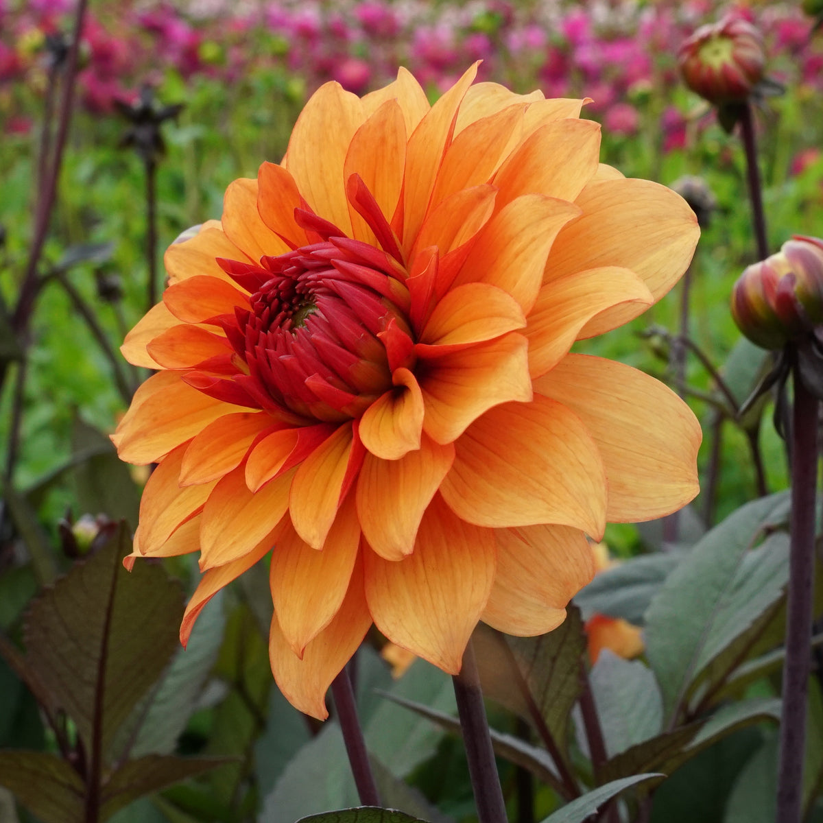 Dahlia Statue of Orange