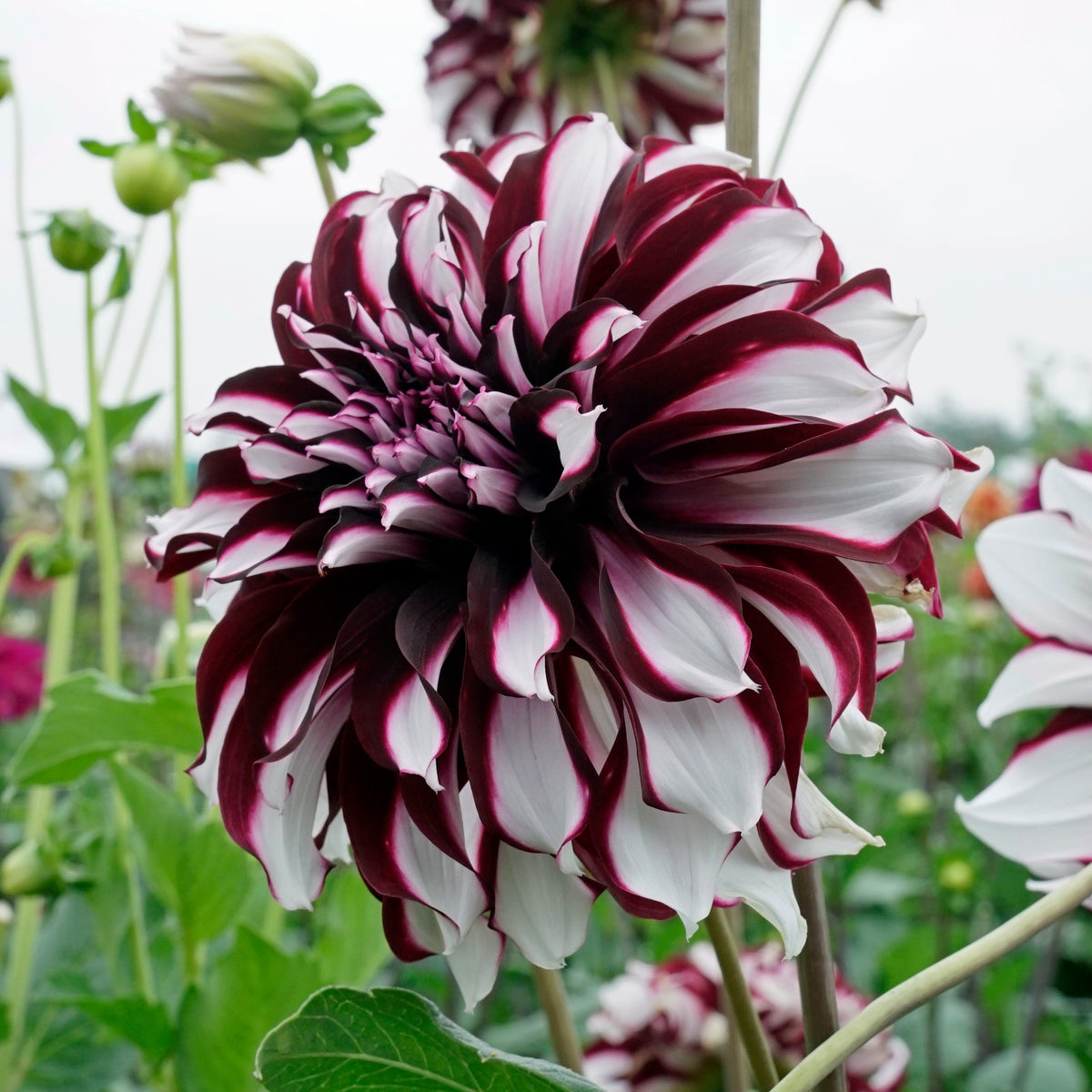 Dahlia Tartan