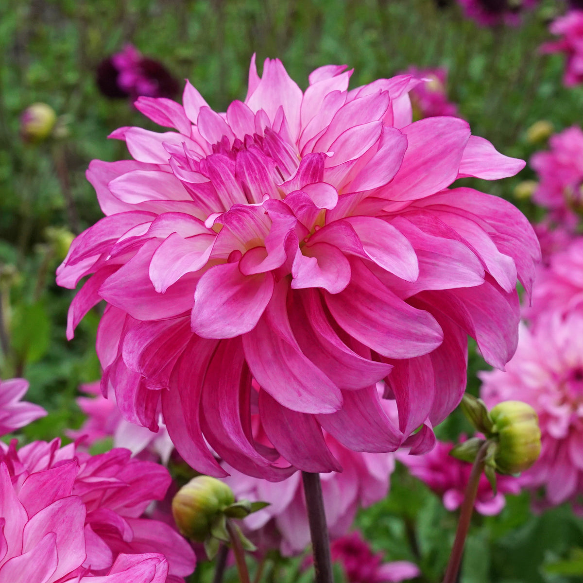 Dahlia Lizz Baaij