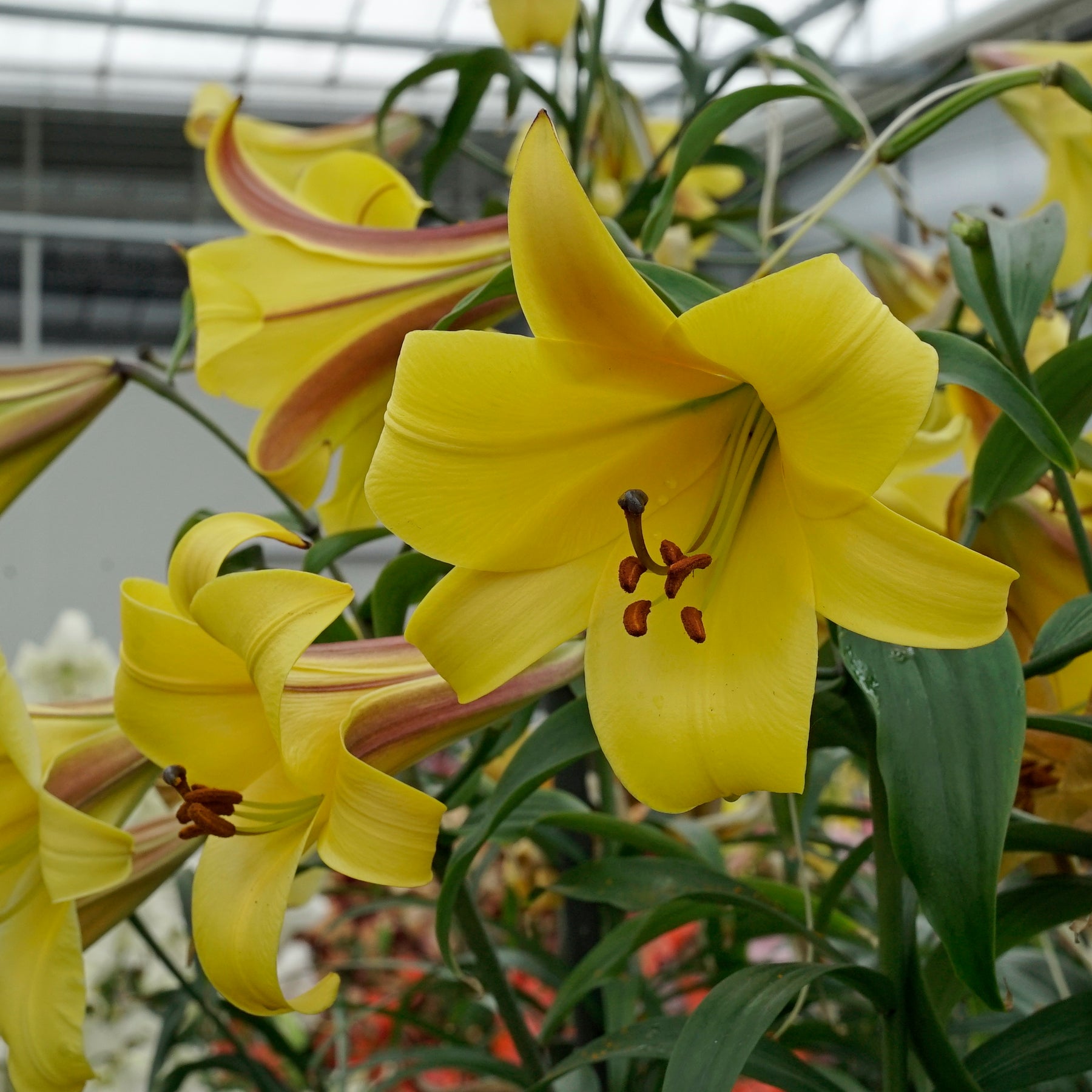 Lilium Golden Splendor