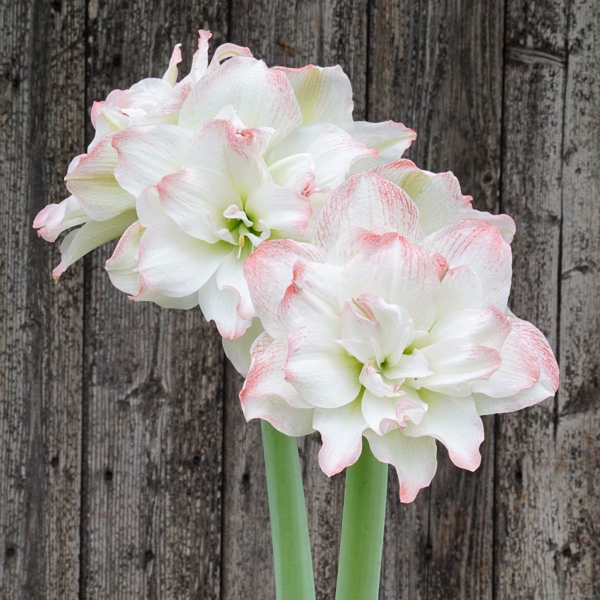 Amaryllis Time to Shine