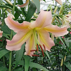 Lilium Elusive