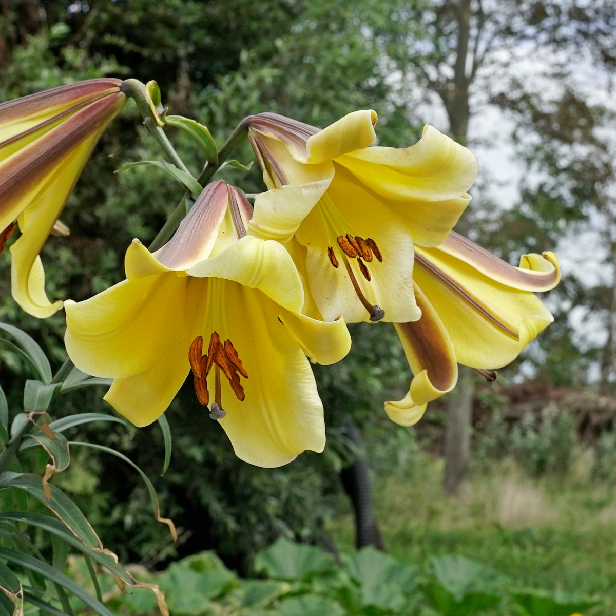 Lilium Golden Splendor