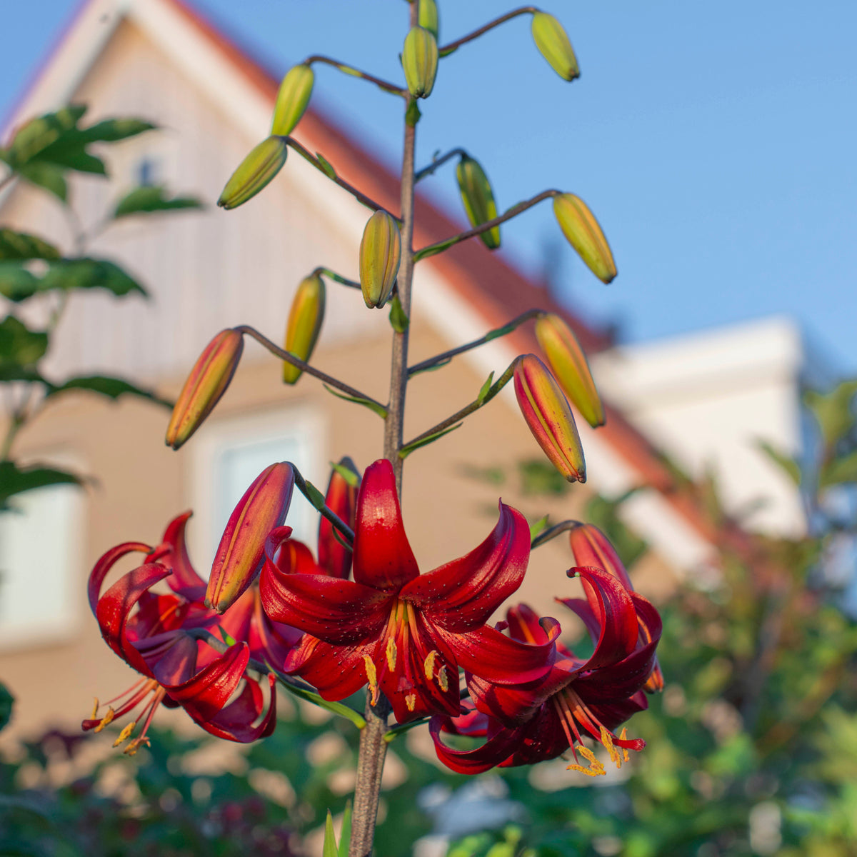 Lilium Red Velvet