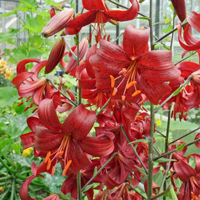 Lilium Red Velvet