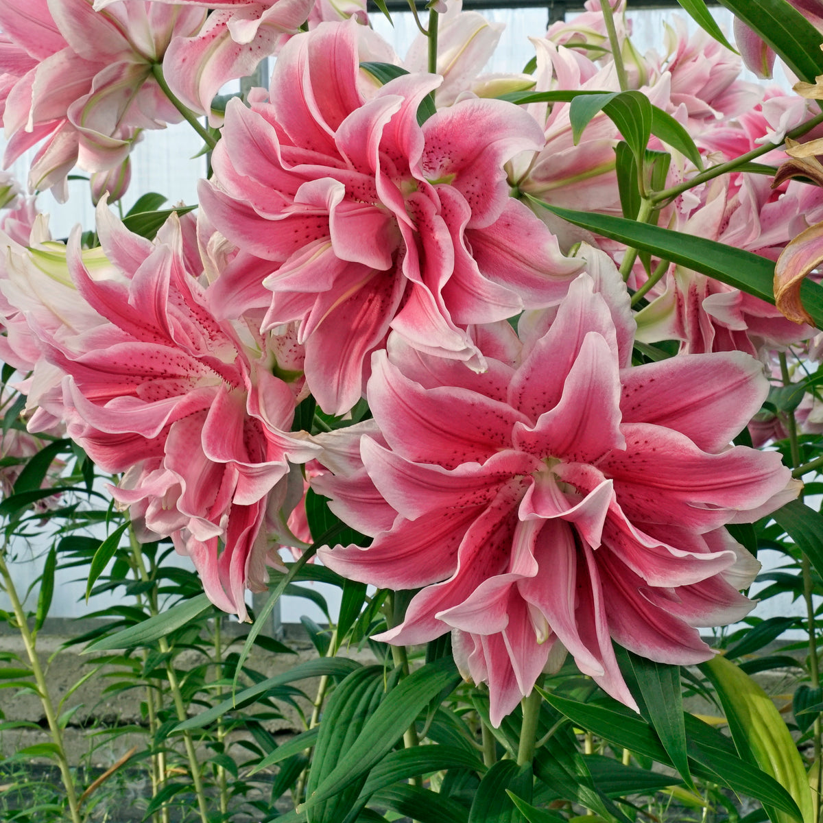 Lilium Roselily Isabella