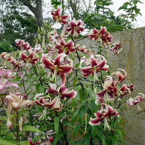 Lilium Scheherazade