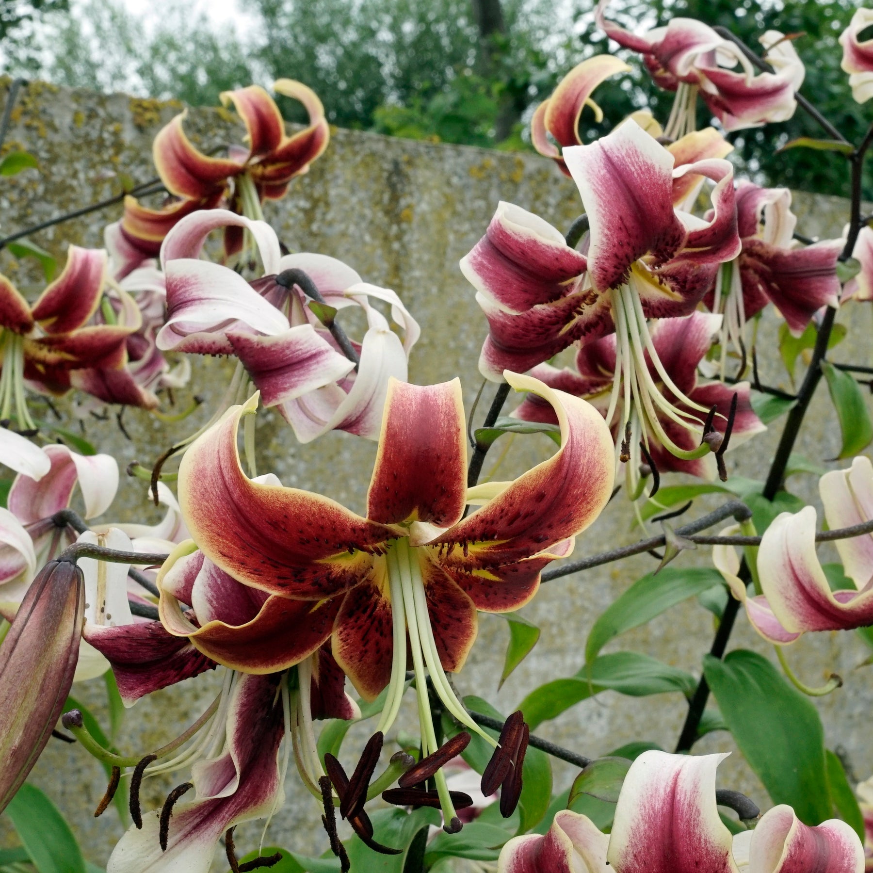 Lilium Scheherazade