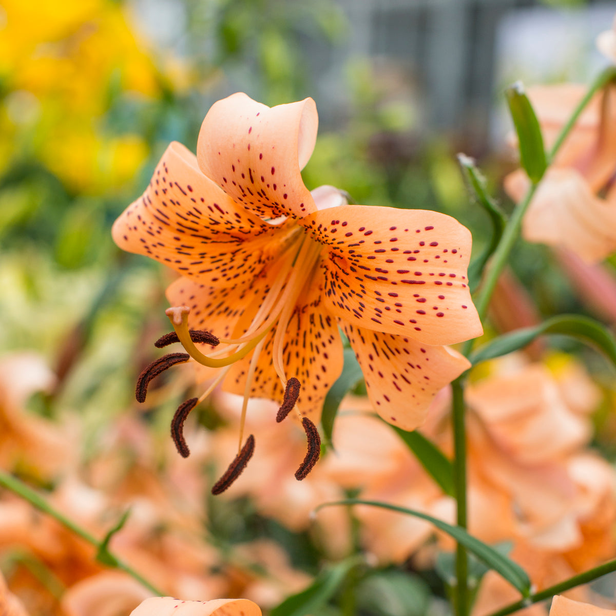 Lilium Tiger Babies