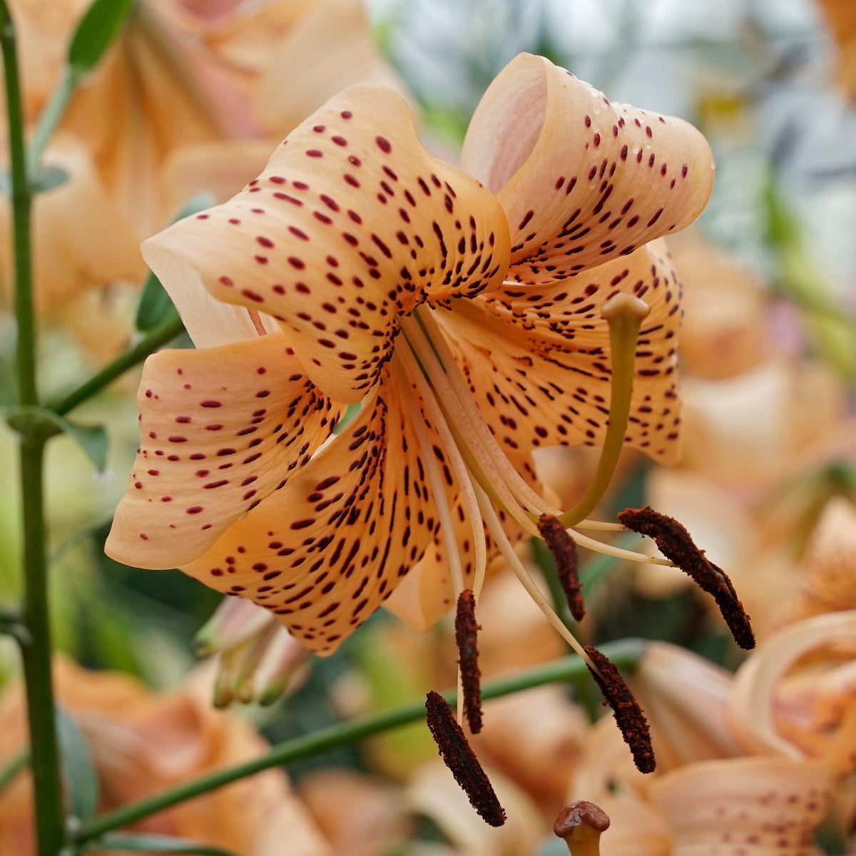 Lilium Tiger Babies