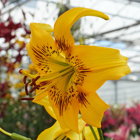 Lilium Yellow Bruse