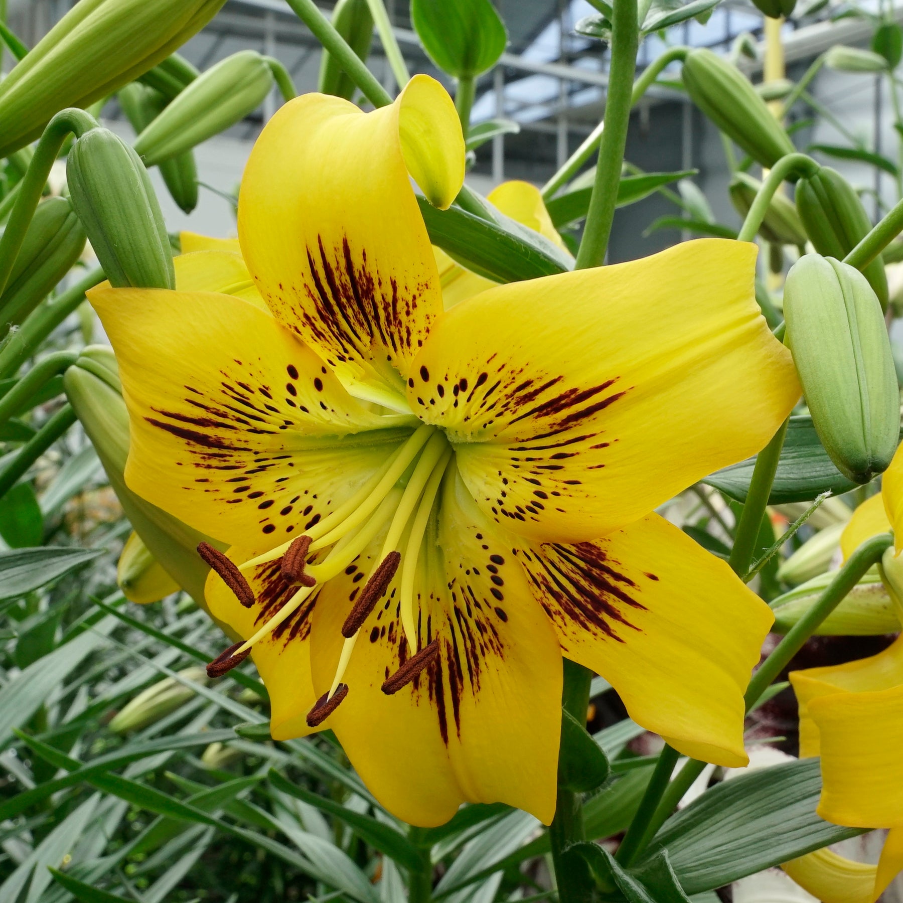 Lilium Yellow Bruse