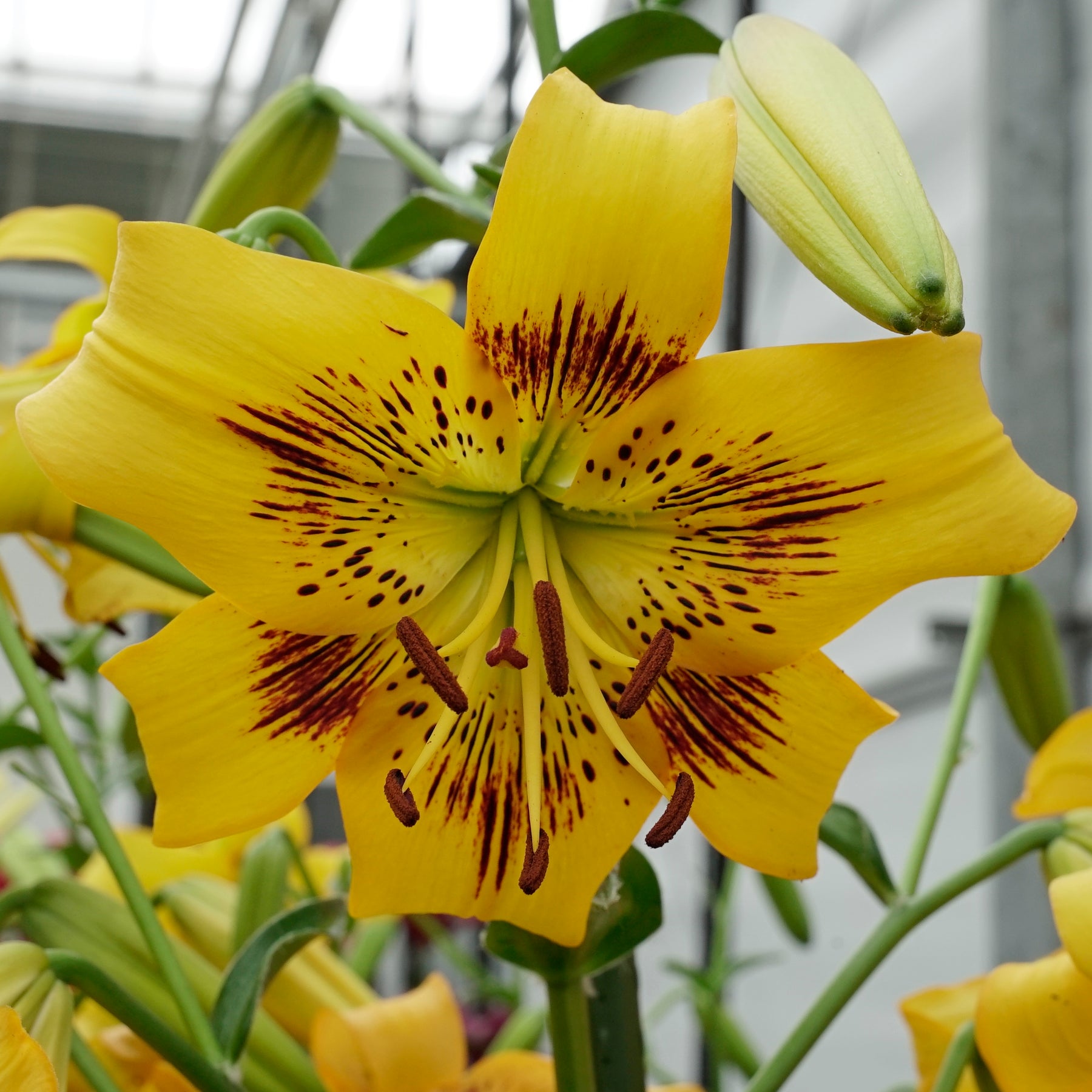 Lilium Yellow Bruse