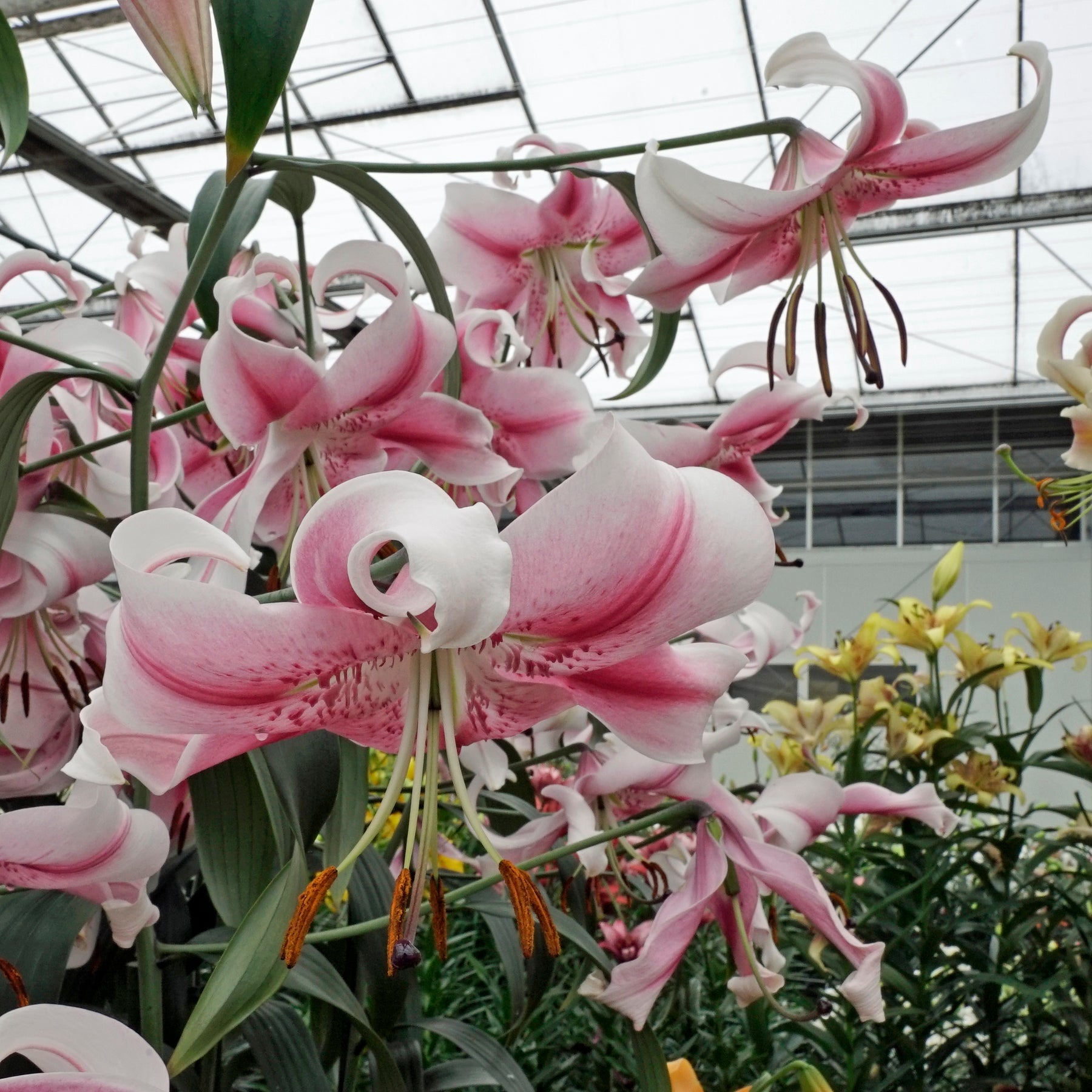 Lilium Anastasia