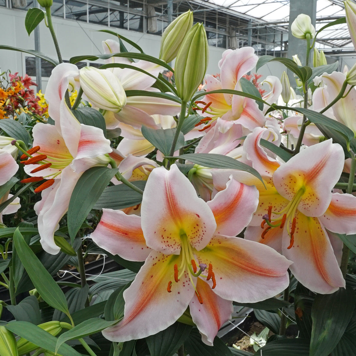 Lilium Salmon Party