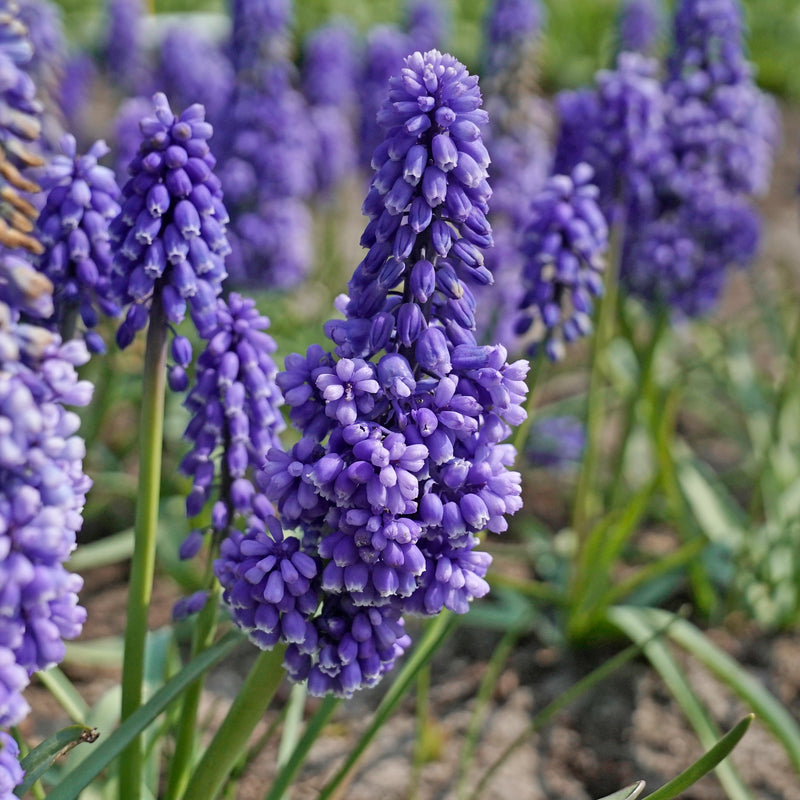 Muscari (Blauwe druifjes)