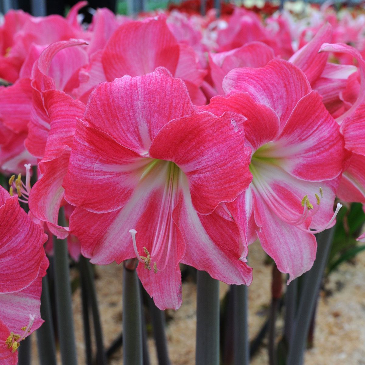 Amaryllis Neon