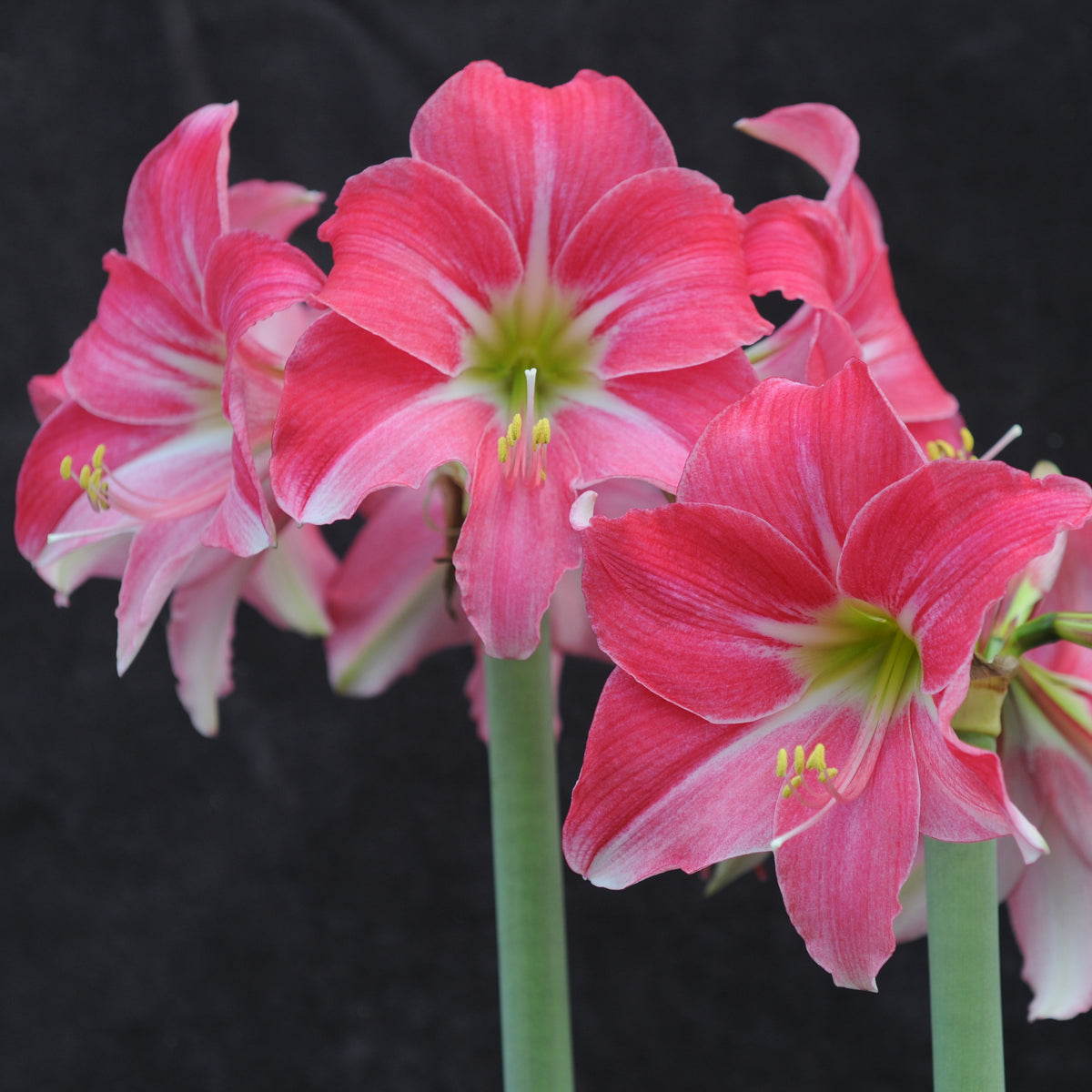 Amaryllis Neon