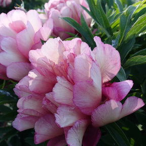 Peony Hillary (Itoh)