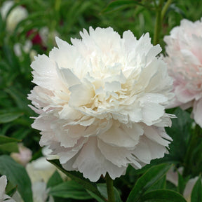 Peony Pillow Talk