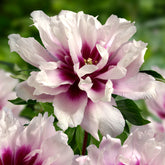 Peony Cora Louise (Itoh)