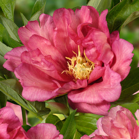 Peony Hillary (Itoh)