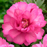 Peony Julia Rose (Itoh)