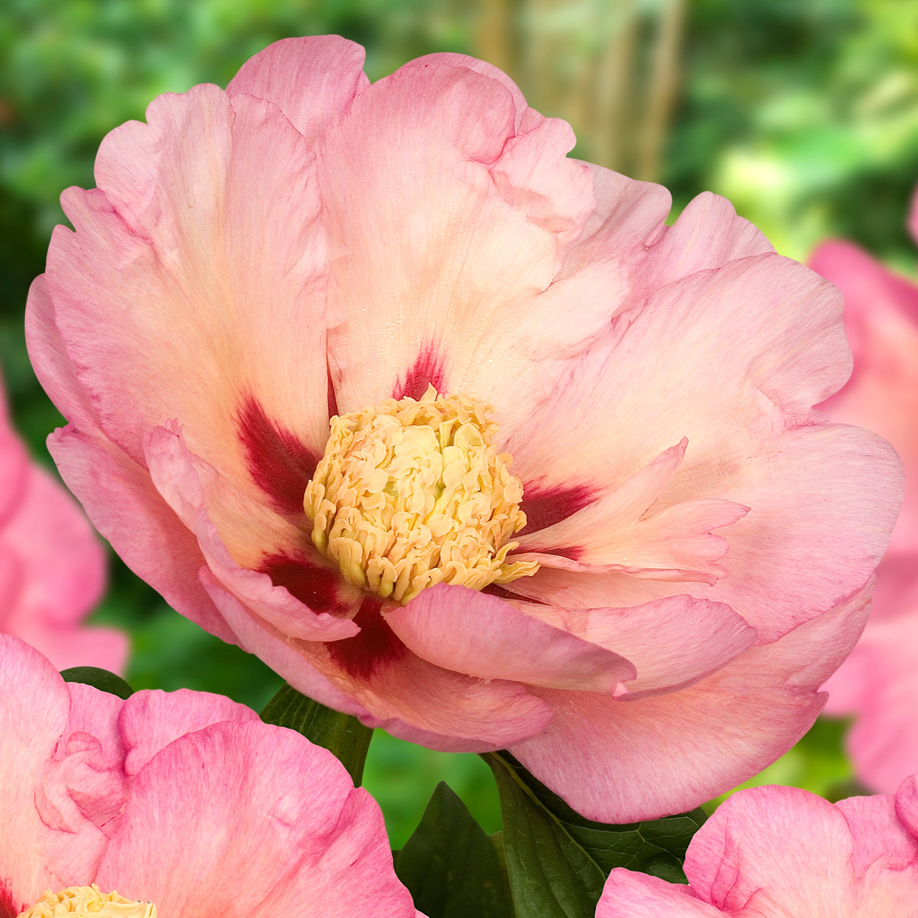 Peony Pastel Splendor (Itoh)