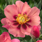 Peony Old Rose Dandy (Itoh)